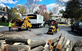 How Our Tree Care Process Works  in Shippensburg University, PA